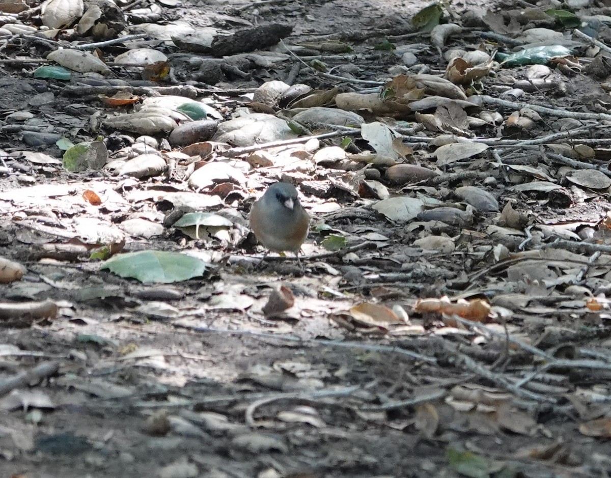 Dark-eyed Junco (Pink-sided) - ML616265252