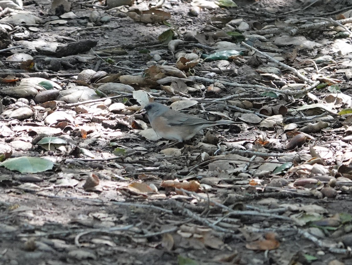 Dark-eyed Junco (Pink-sided) - ML616265255