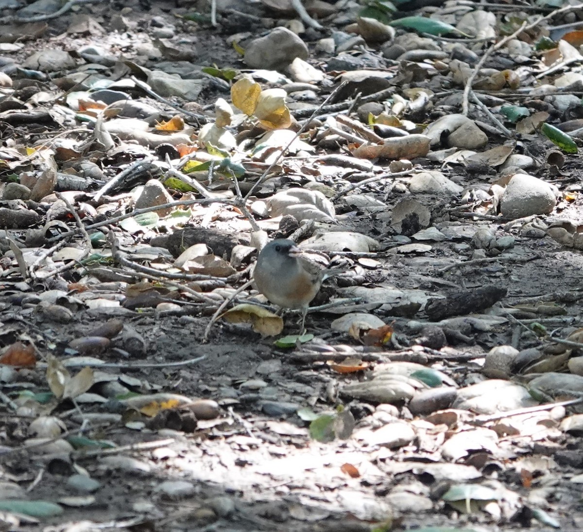 Dark-eyed Junco (Pink-sided) - ML616265256