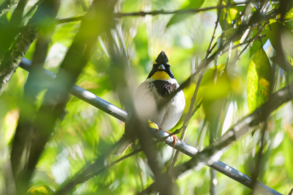 Yellow-throated Bunting - ML616265278