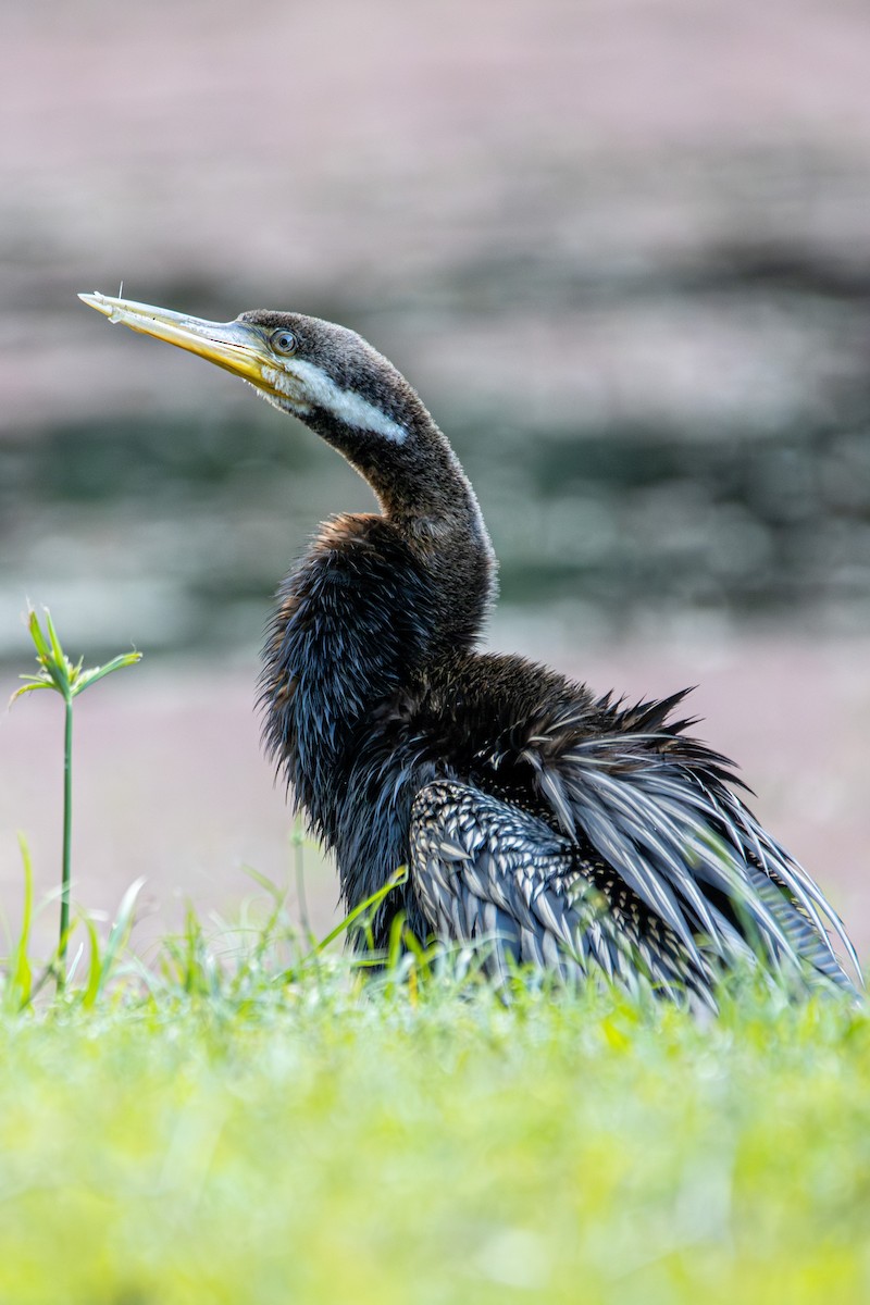 Austral-Schlangenhalsvogel - ML616265314