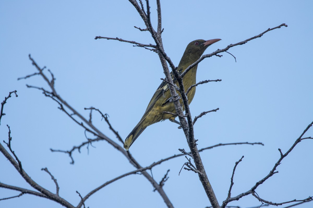 Mangrovepirol - ML616265347