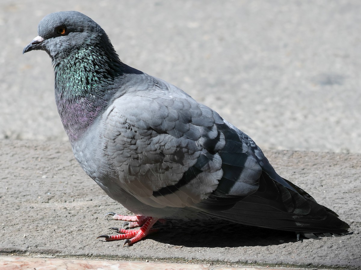 Rock Pigeon - ML616265367