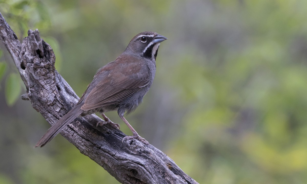 Five-striped Sparrow - ML616265385