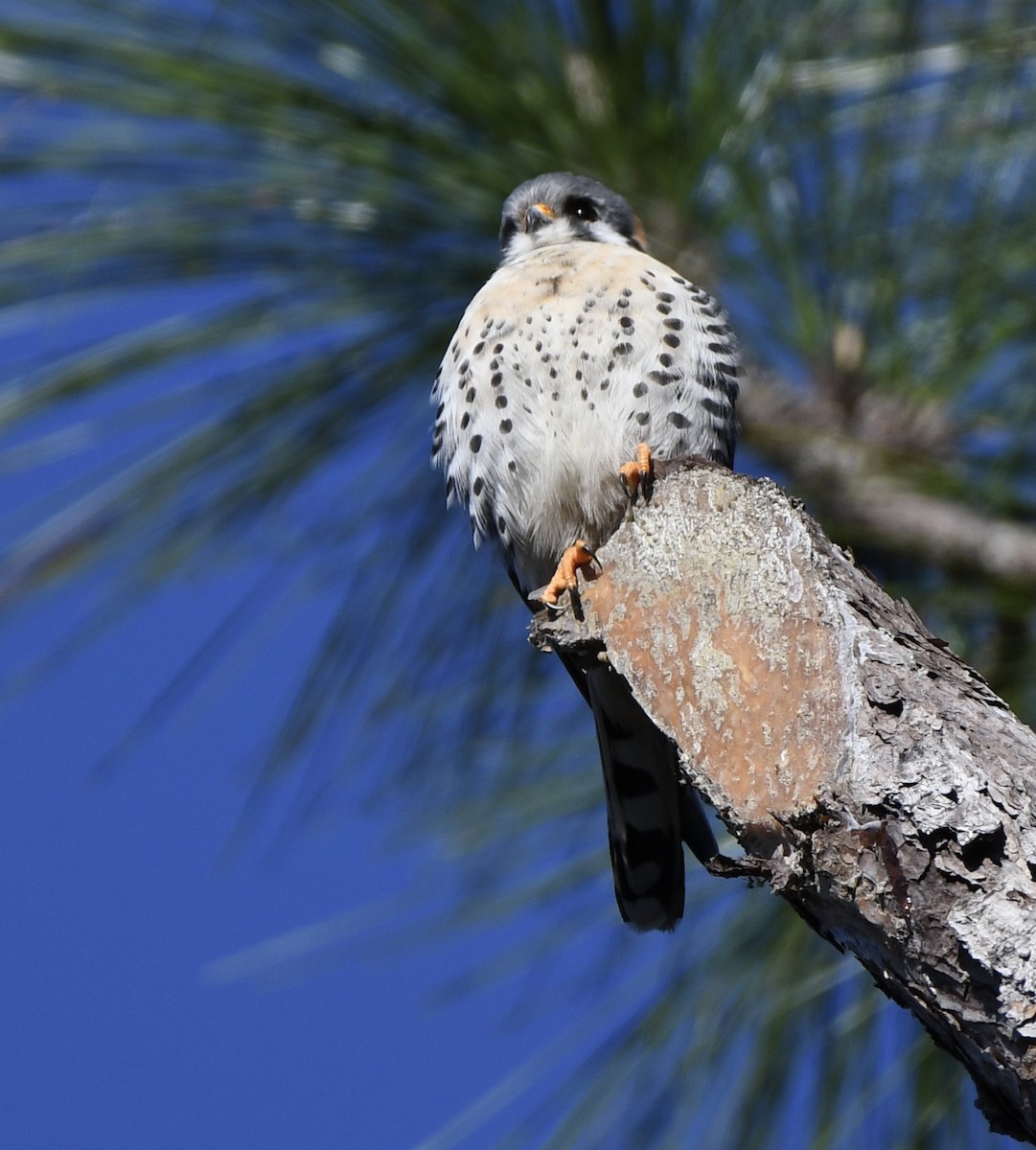 American Kestrel - ML616265388