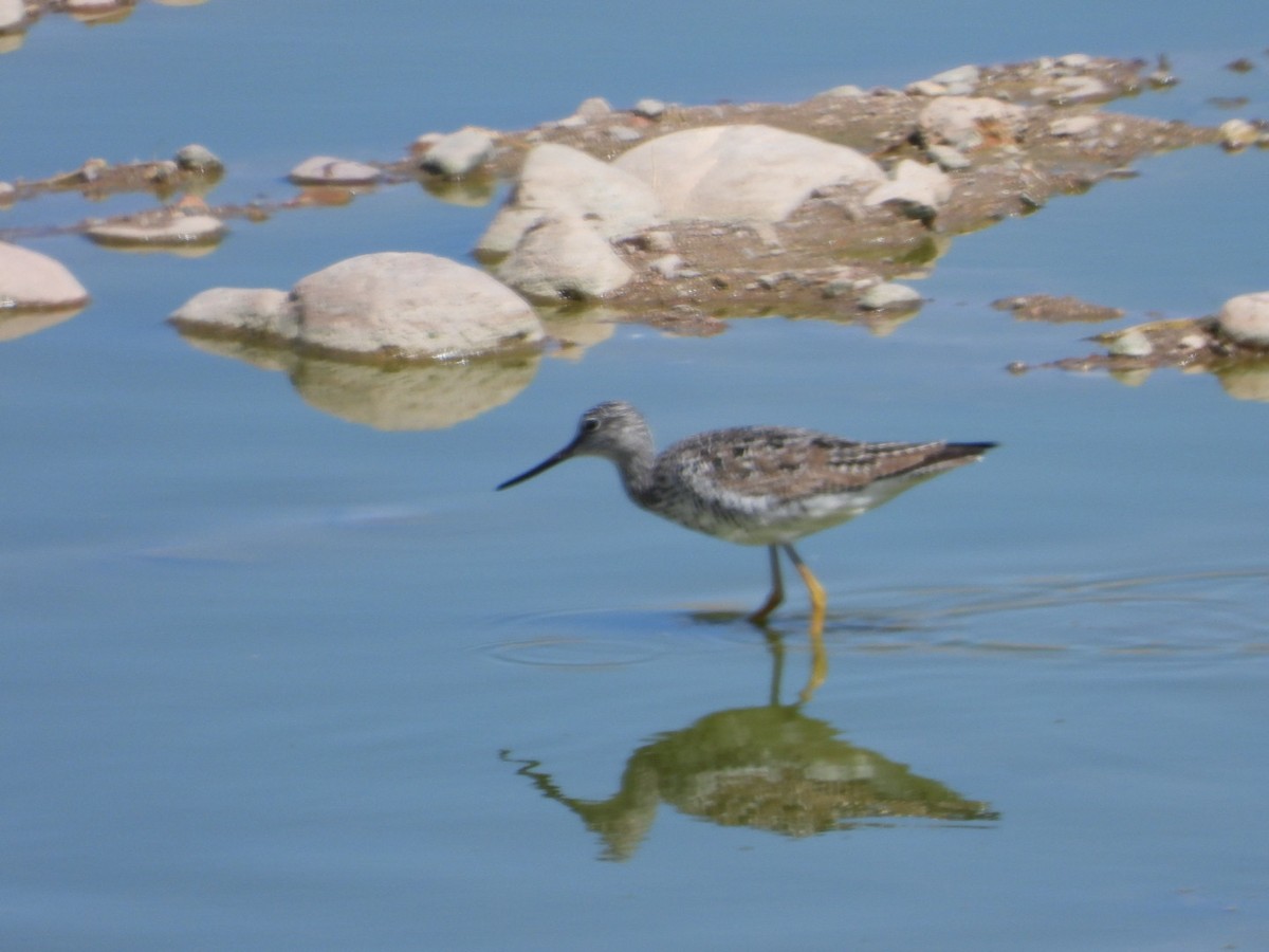 Greater Yellowlegs - ML616265408