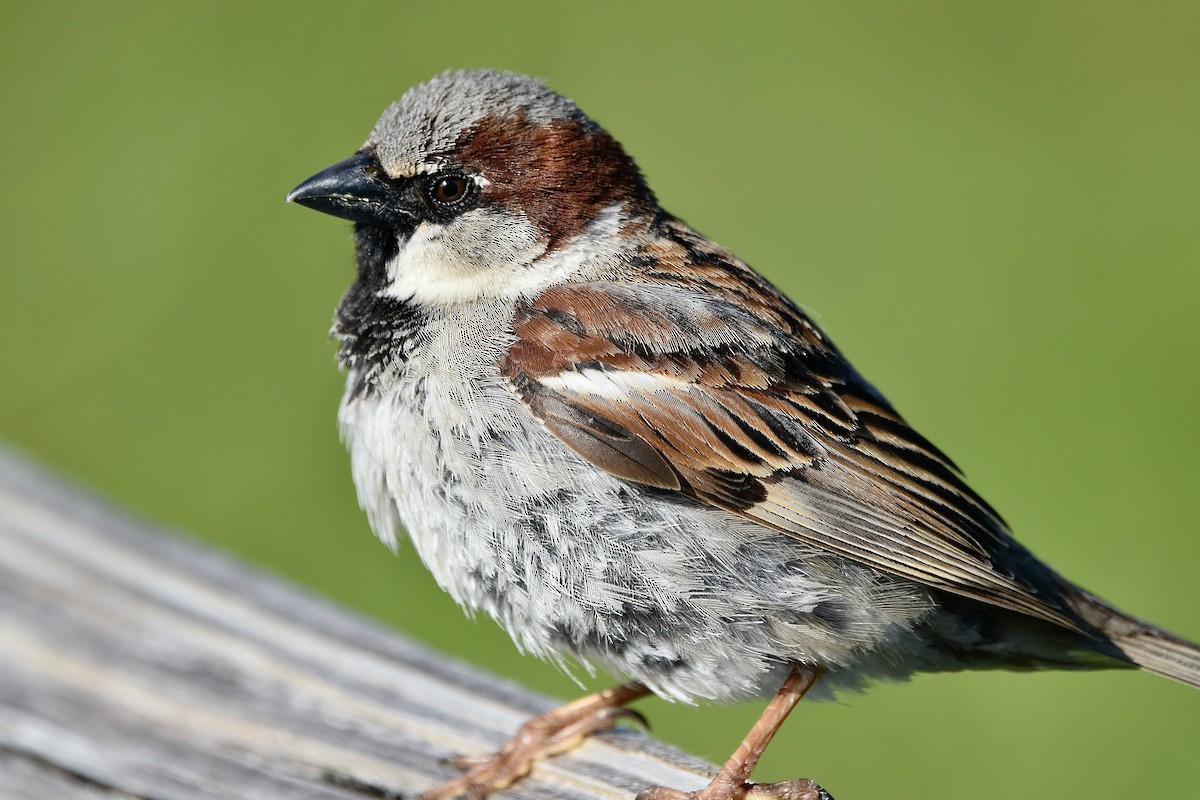 House Sparrow - ML616265421