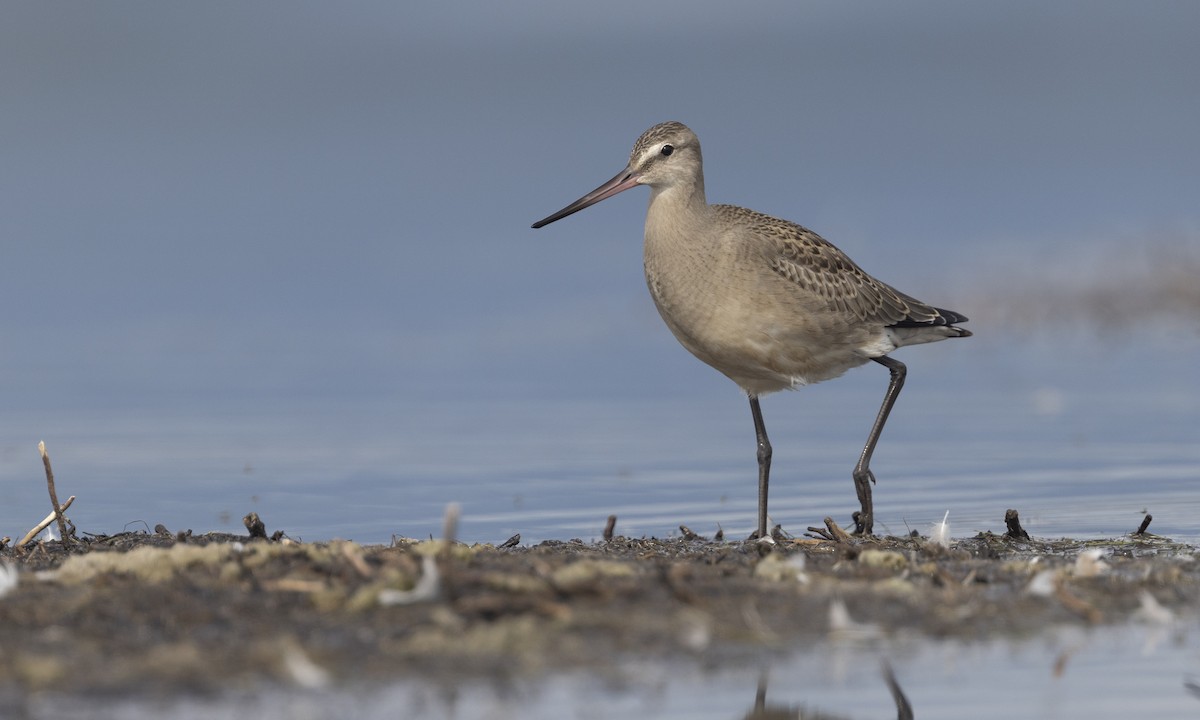 Hudsonian Godwit - ML616265425