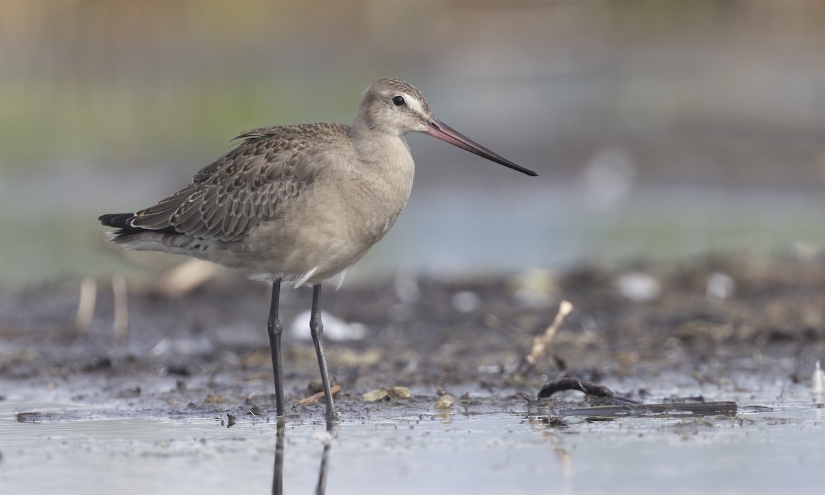 Hudsonian Godwit - Zak Pohlen