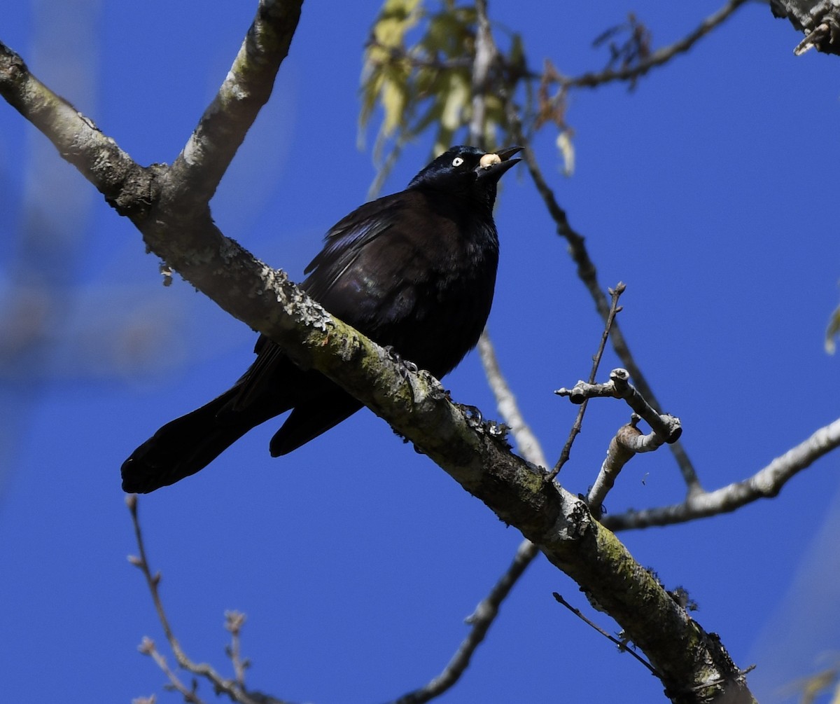 Common Grackle - ML616265432