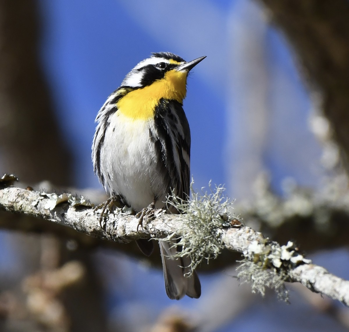 Yellow-throated Warbler - ML616265448