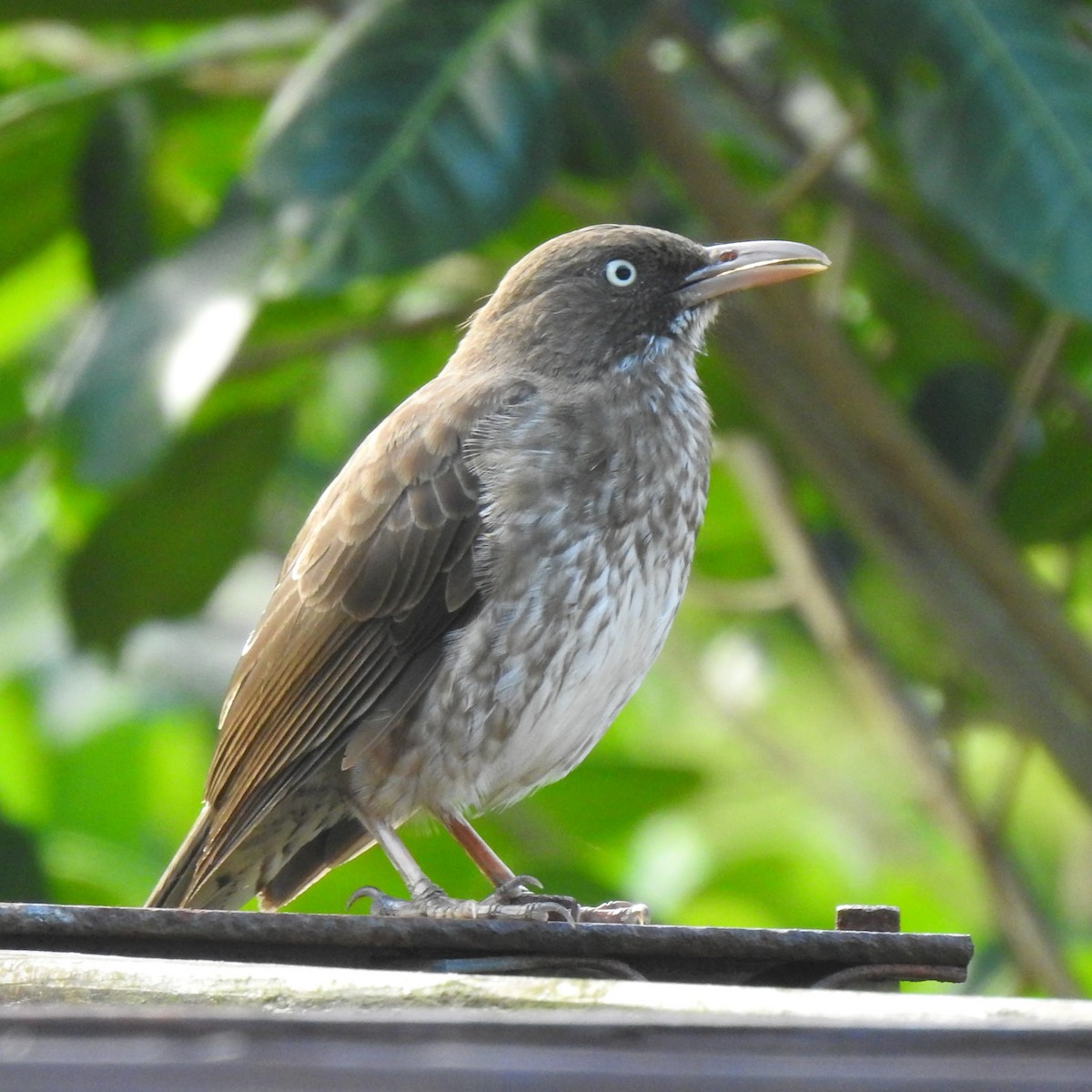 Cuitlacoche Chucho - ML616265461