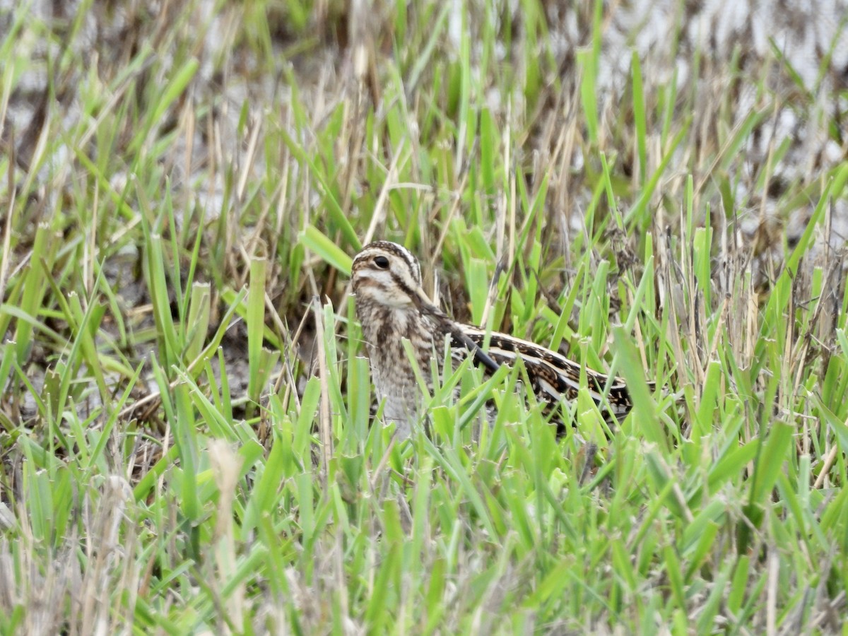 Wilson's Snipe - ML616265465