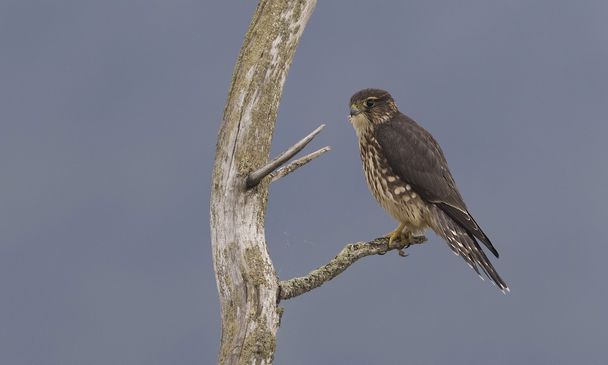 Merlin - Zak Pohlen