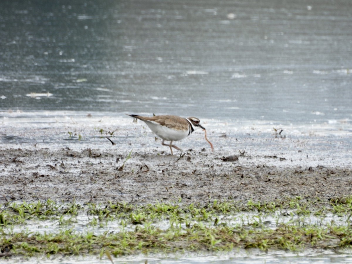 Killdeer - ML616265477