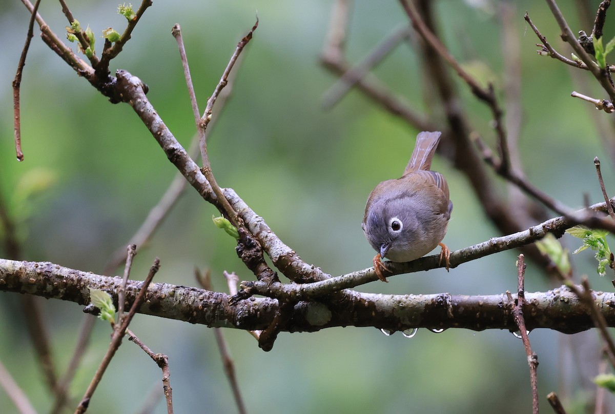 Morrison's Fulvetta - ML616265495