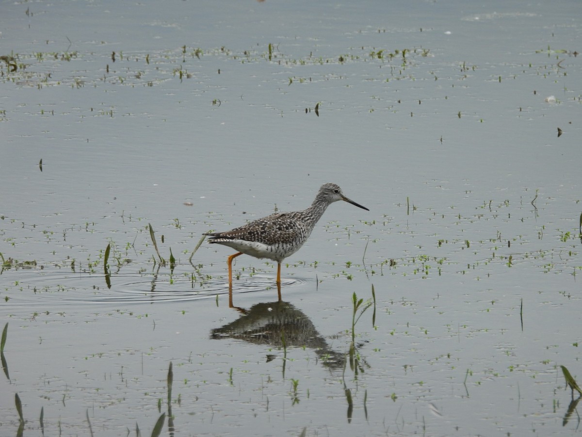 Greater Yellowlegs - ML616265498