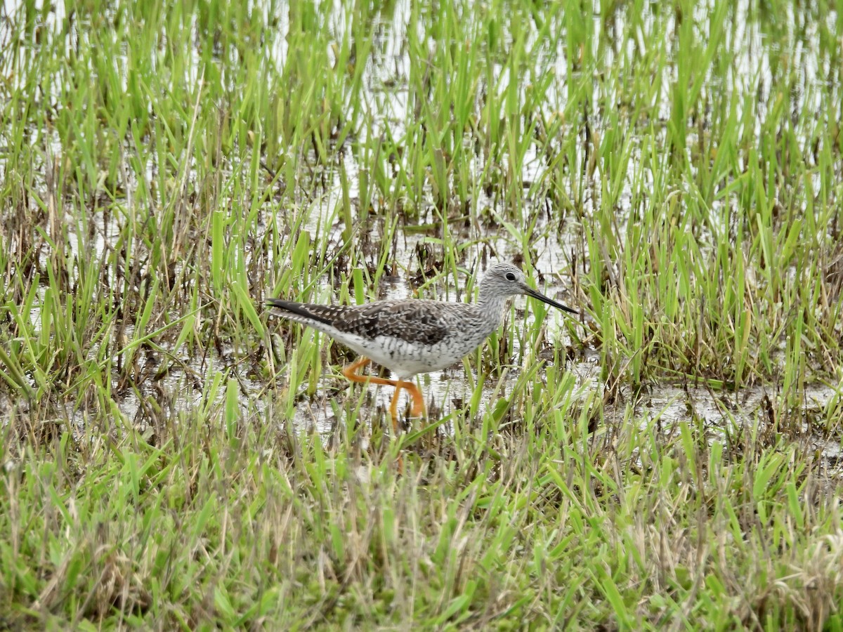 Greater Yellowlegs - ML616265499