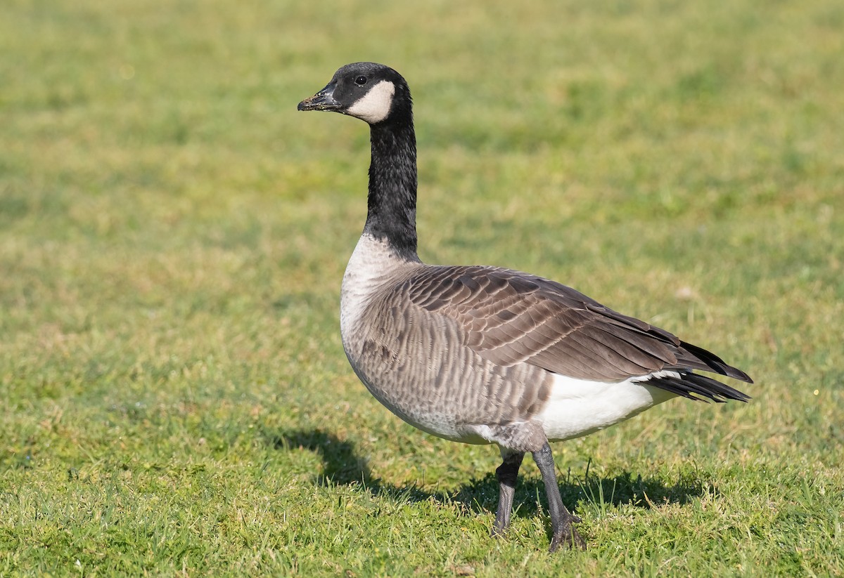 Cackling Goose - ML616265503