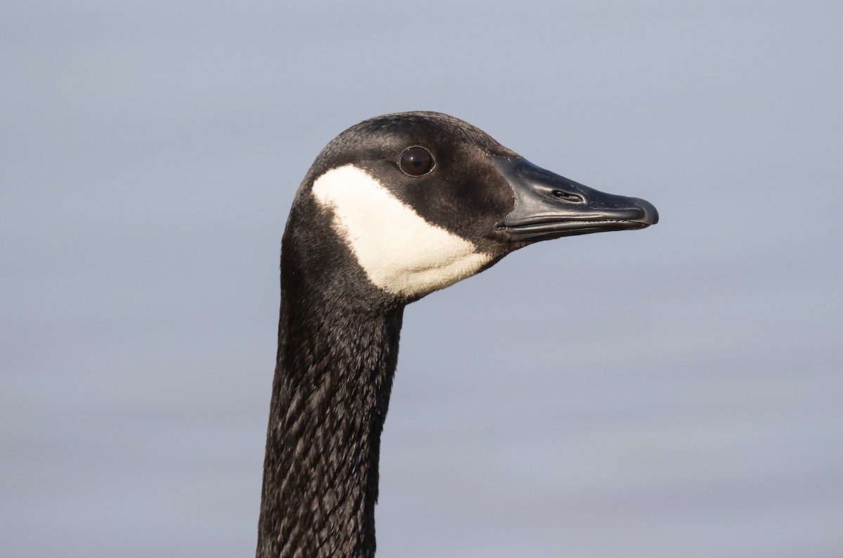 Canada Goose - ML616265515