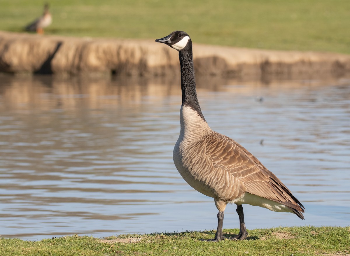 Canada Goose - ML616265516