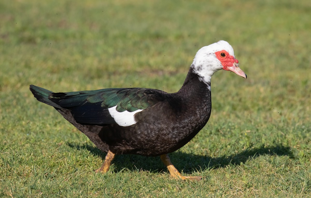 Muscovy Duck (Domestic type) - ML616265521