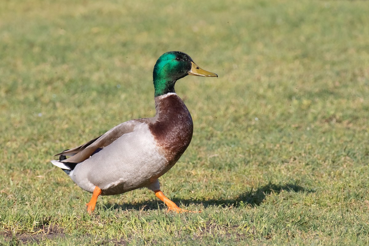 Mallard - ML616265523