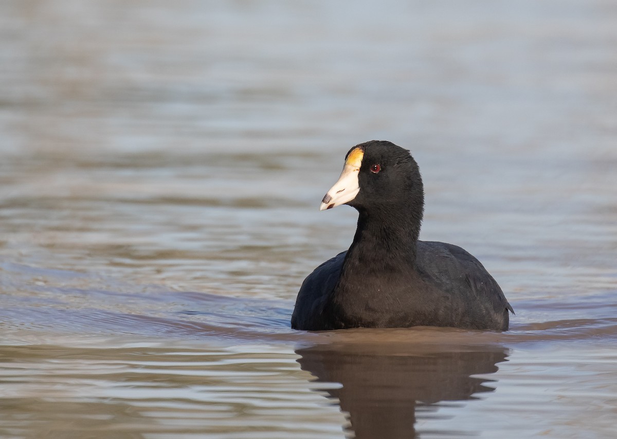 American Coot - ML616265529