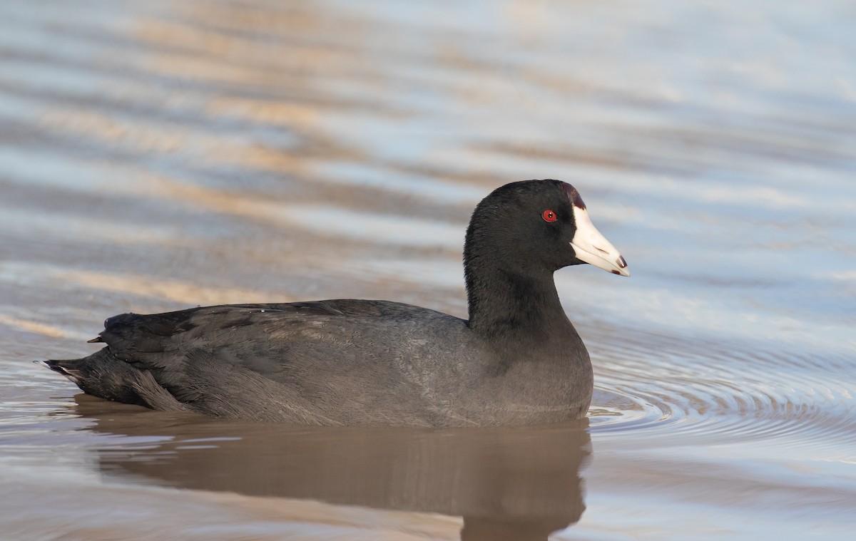 American Coot - ML616265530