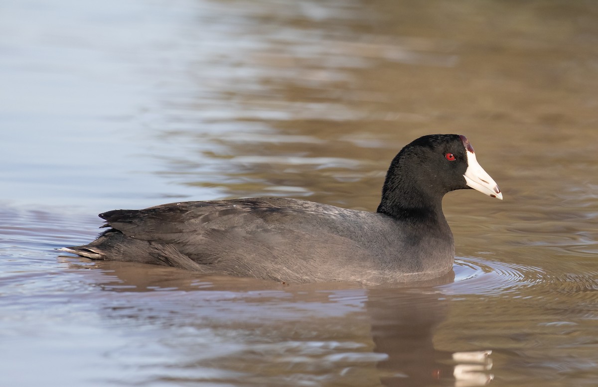 American Coot - ML616265531