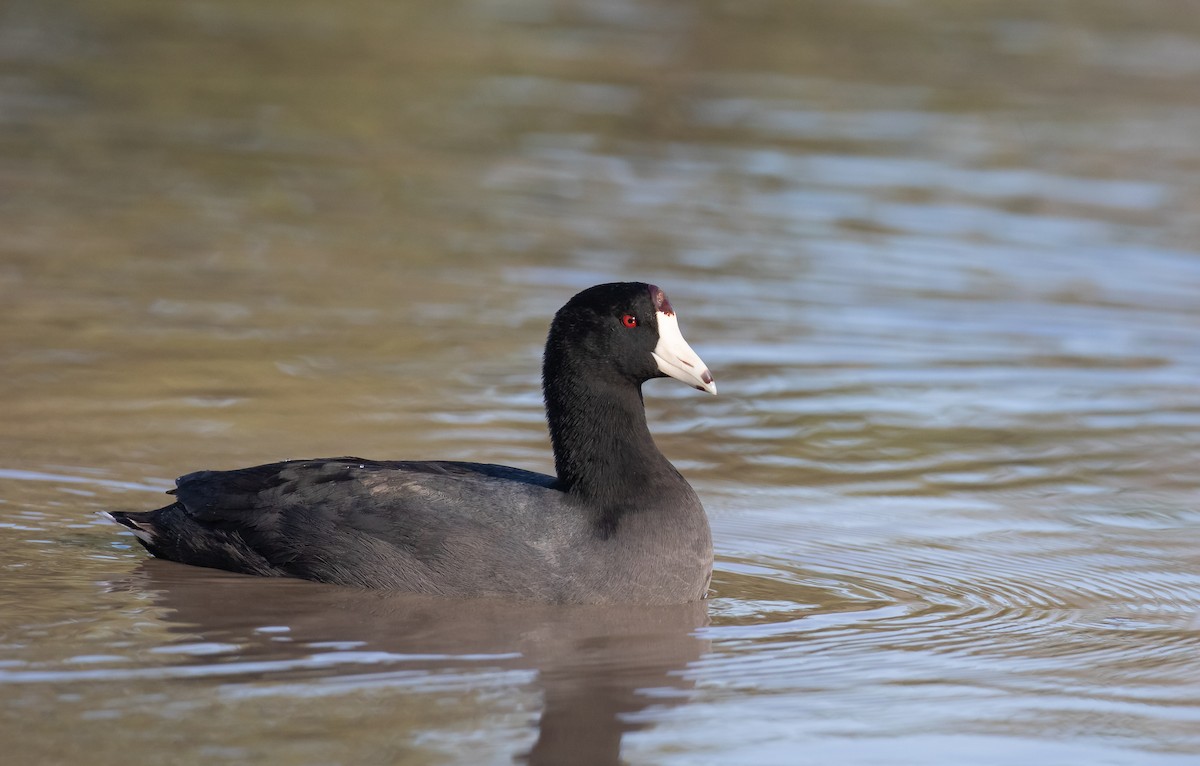 American Coot - ML616265532