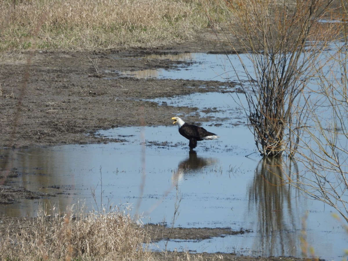 Weißkopf-Seeadler - ML616265632