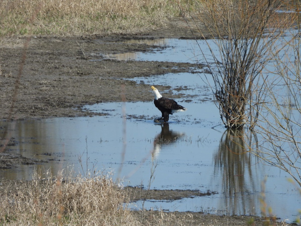 Weißkopf-Seeadler - ML616265633