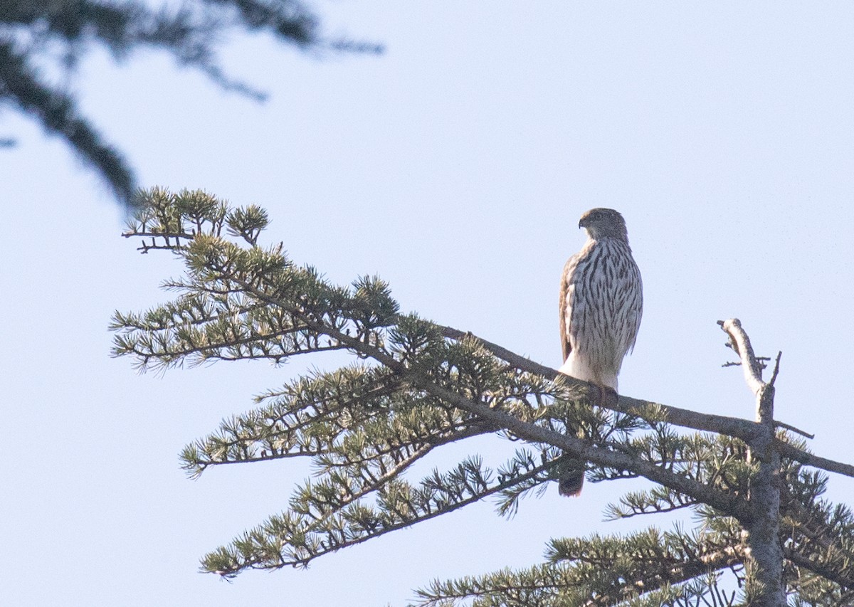 Cooper's Hawk - Liam Huber