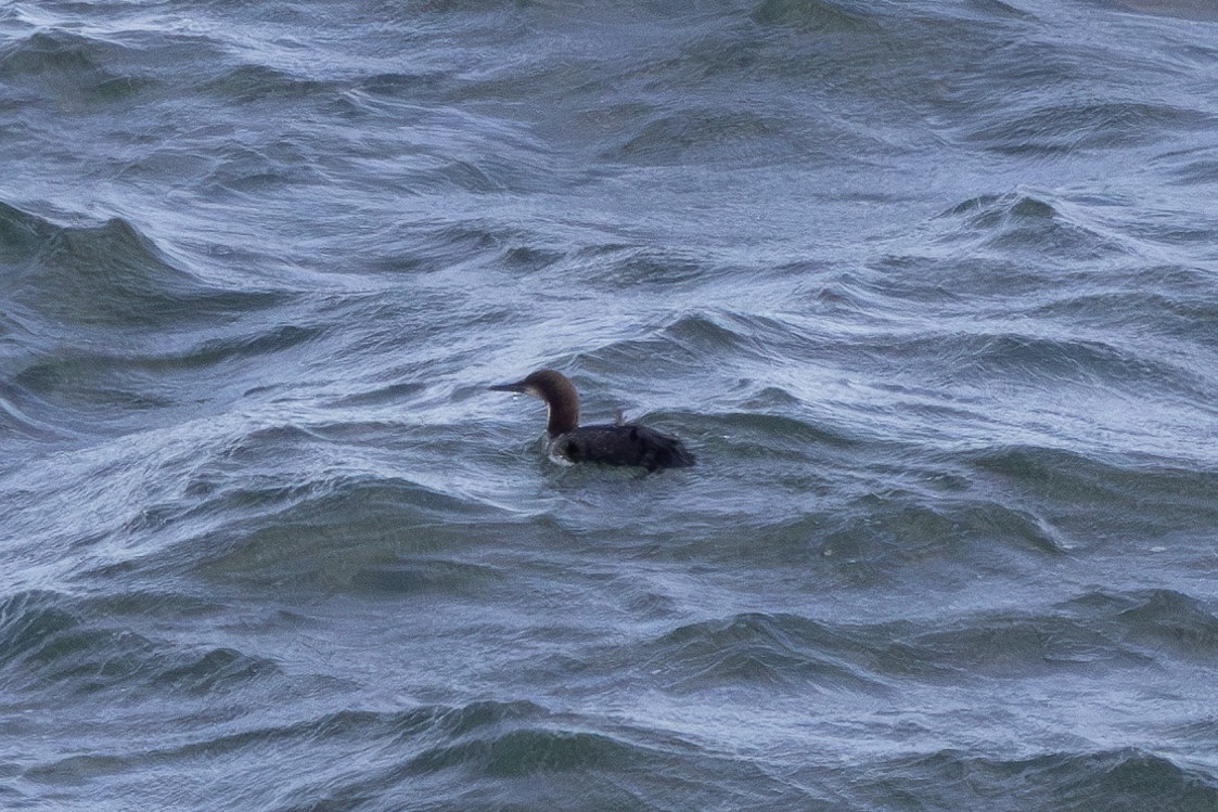 Pacific Loon - ML616265644