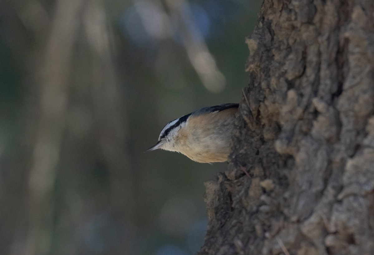 Red-breasted Nuthatch - Liam Huber