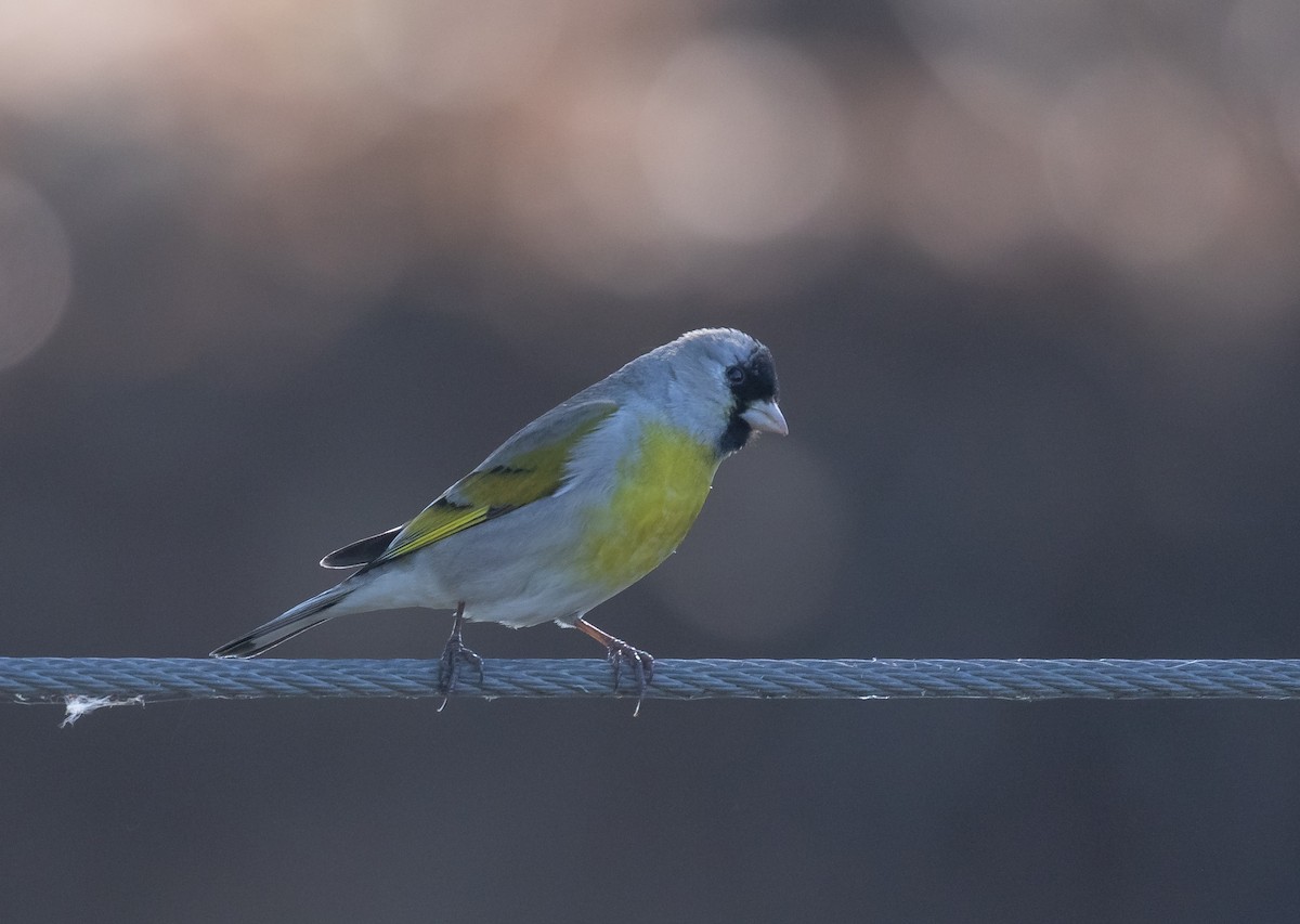 Lawrence's Goldfinch - Liam Huber