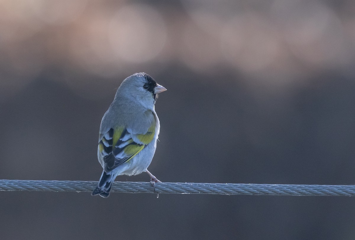 Lawrence's Goldfinch - Liam Huber