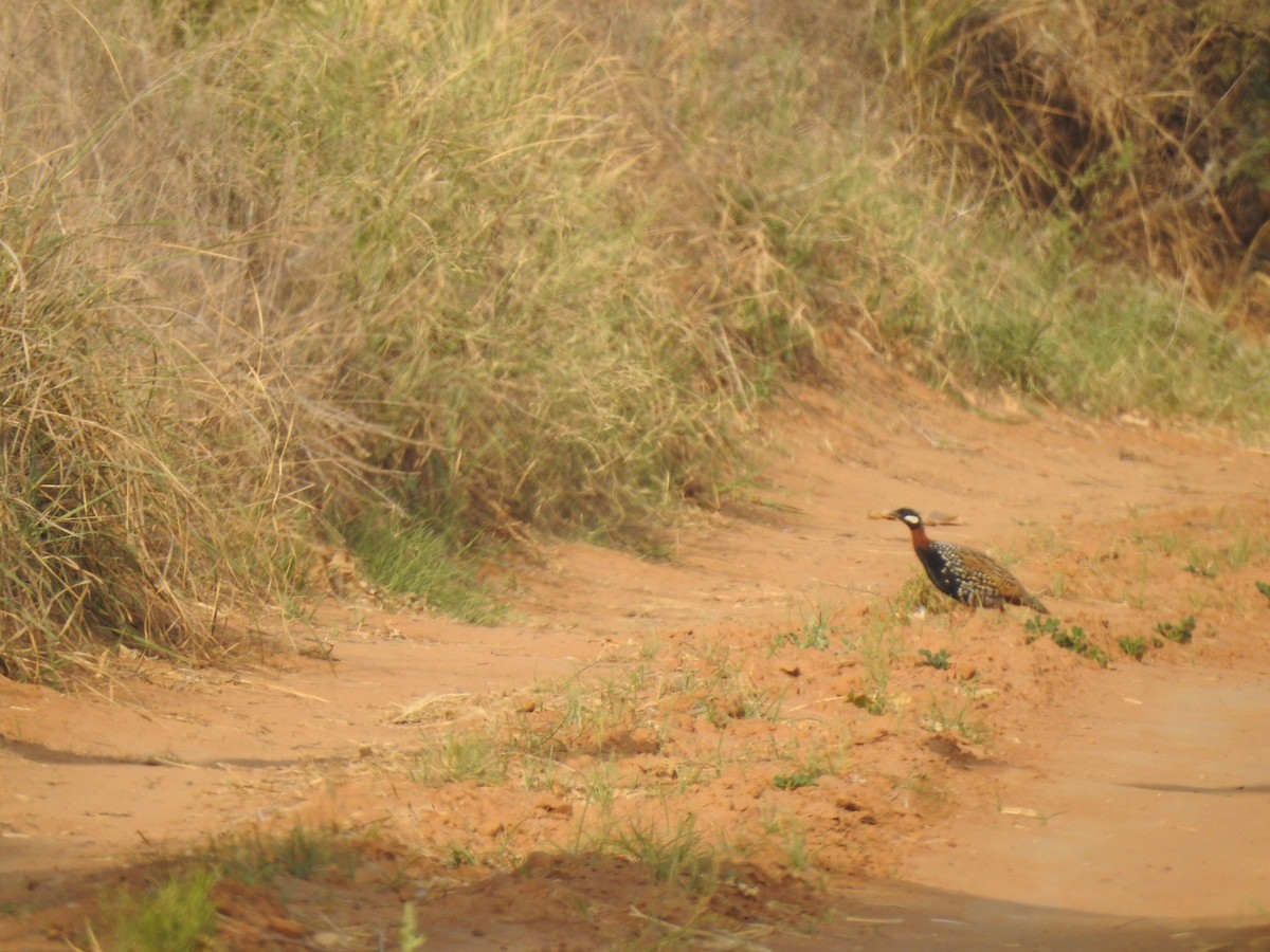 Black Francolin - ML616265653