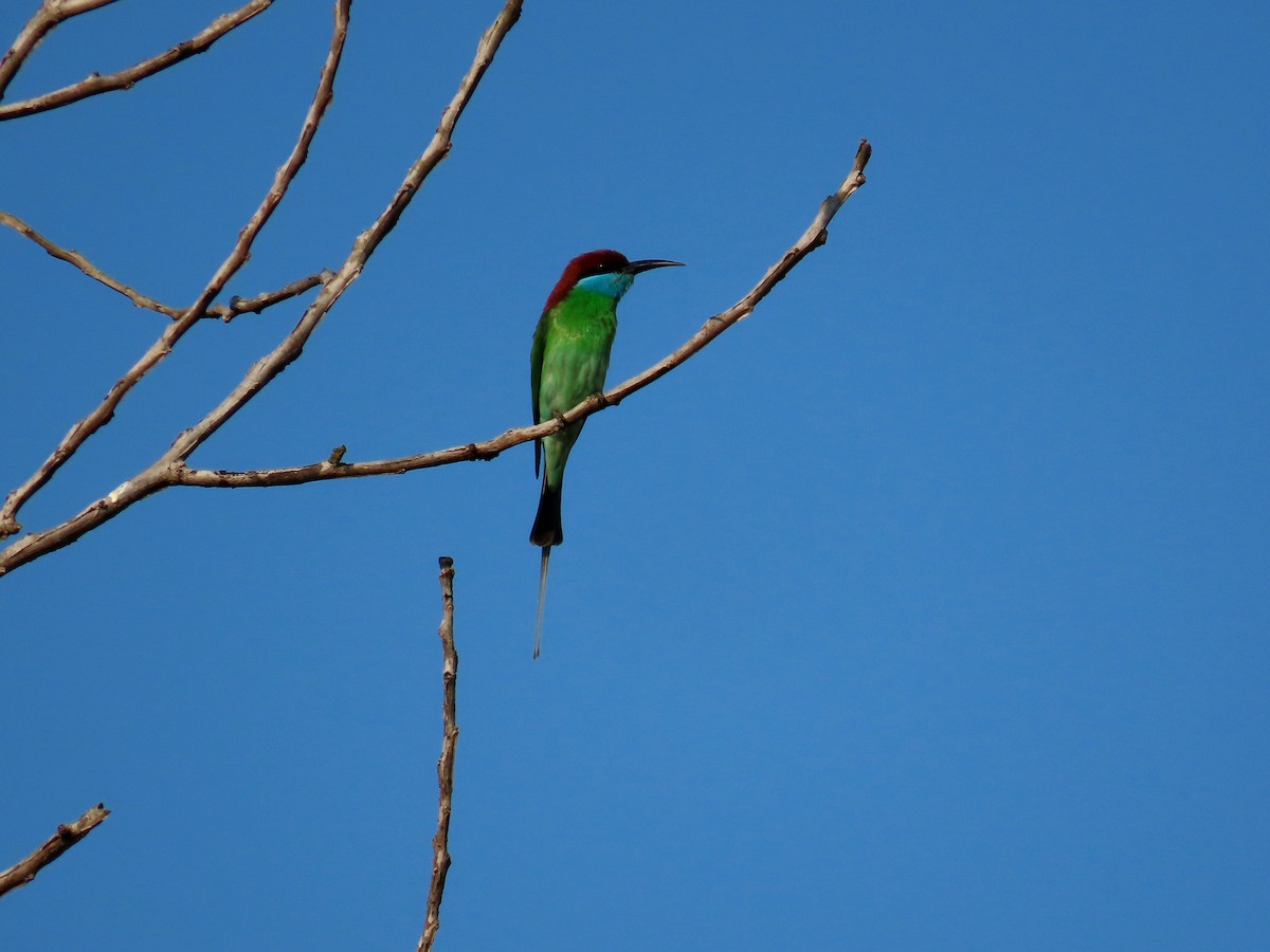 Blue-throated Bee-eater - ML616265678