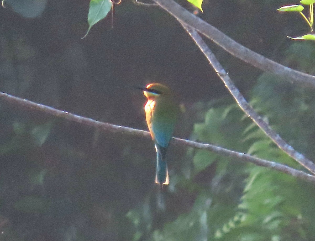Blue-tailed Bee-eater - ML616265728