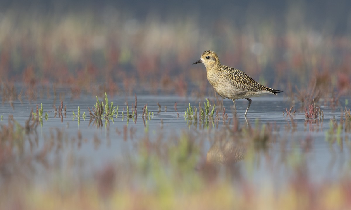 Pacific Golden-Plover - Zak Pohlen