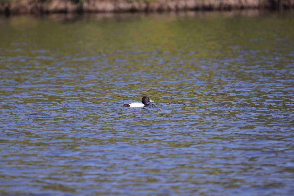 Greater Scaup - ML616265785