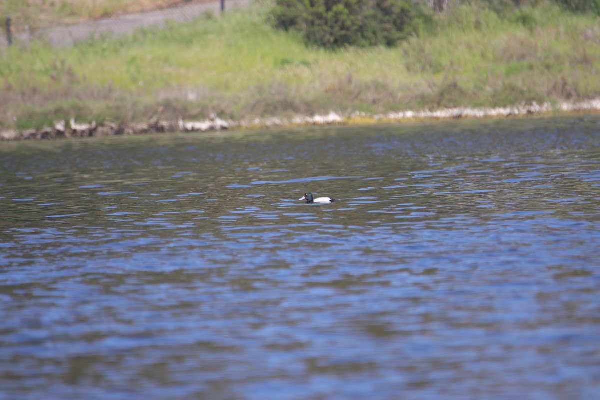 Greater Scaup - ML616265786