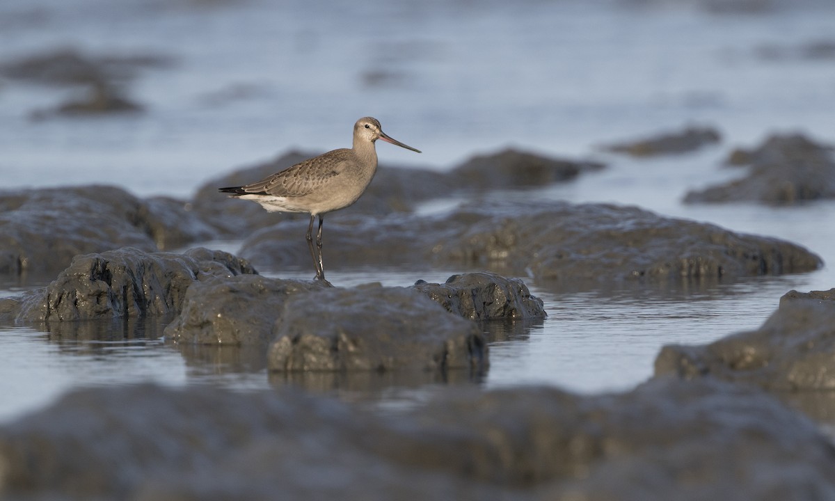 Hudsonian Godwit - ML616265829