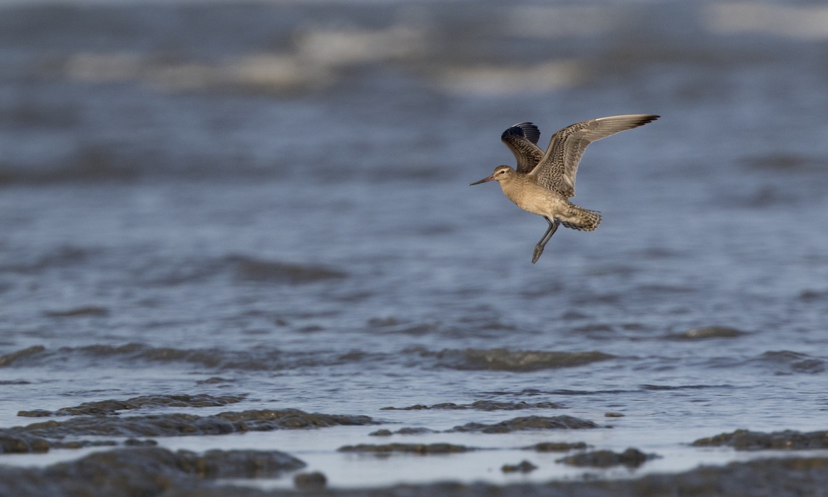 Bar-tailed Godwit - Zak Pohlen