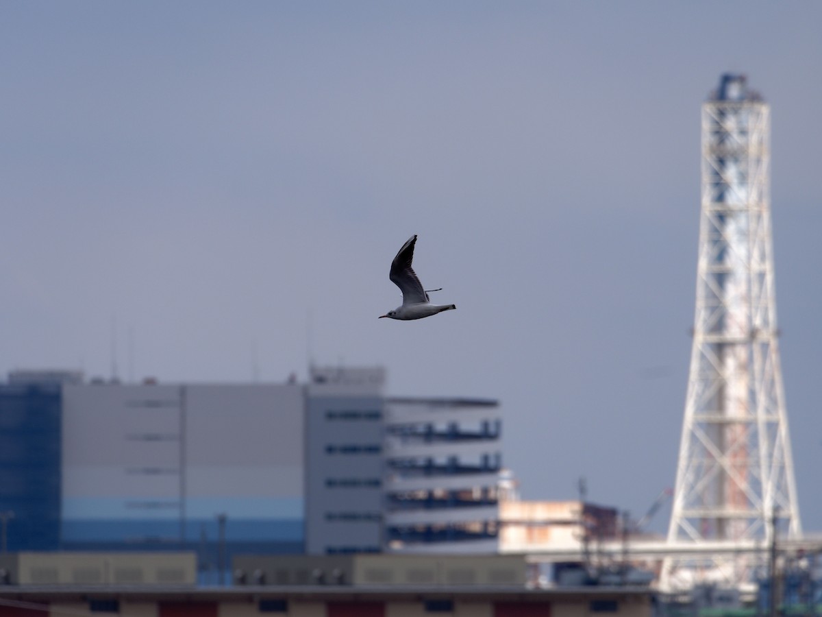 Mouette rieuse - ML616265847