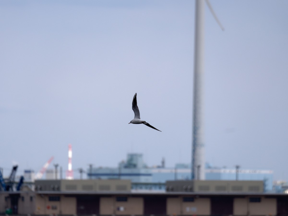 Mouette rieuse - ML616265848