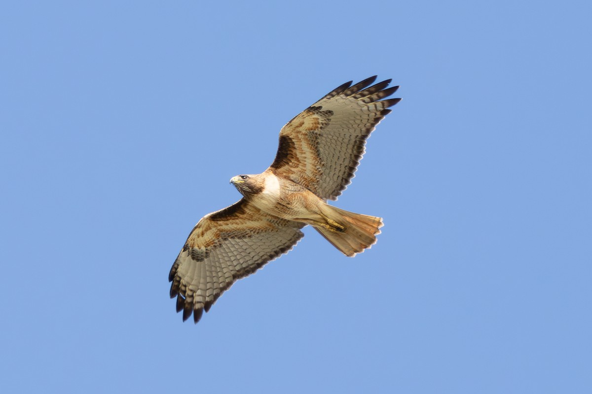 Red-tailed Hawk (calurus/alascensis) - ML616265854