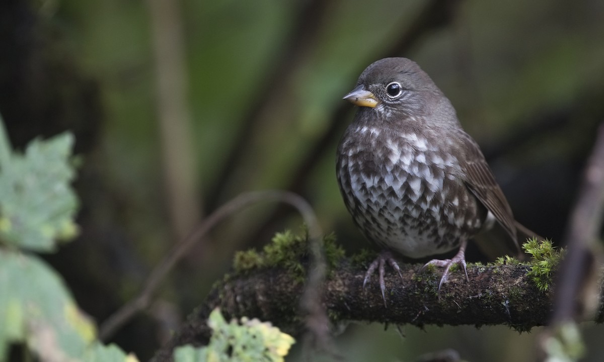 Fox Sparrow - ML616265899